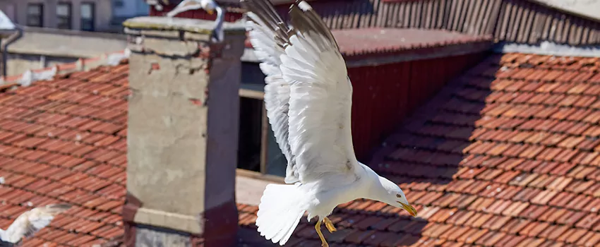 Residential Chimney Animal Removal Solution in Goodlettsville, TN